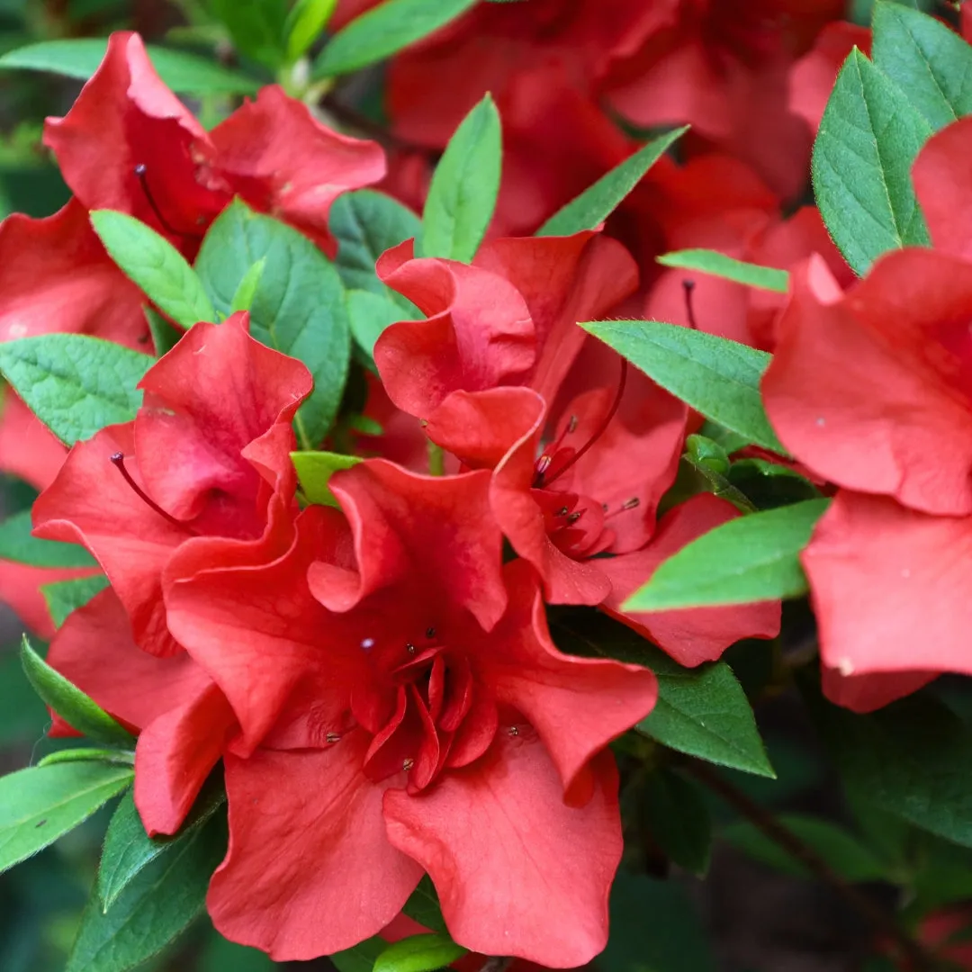 Hershey Red Azalea