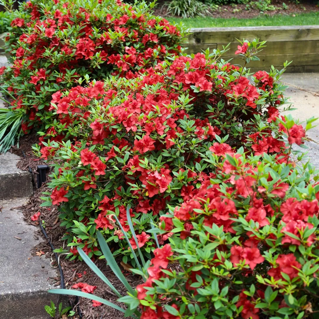 Hershey Red Azalea