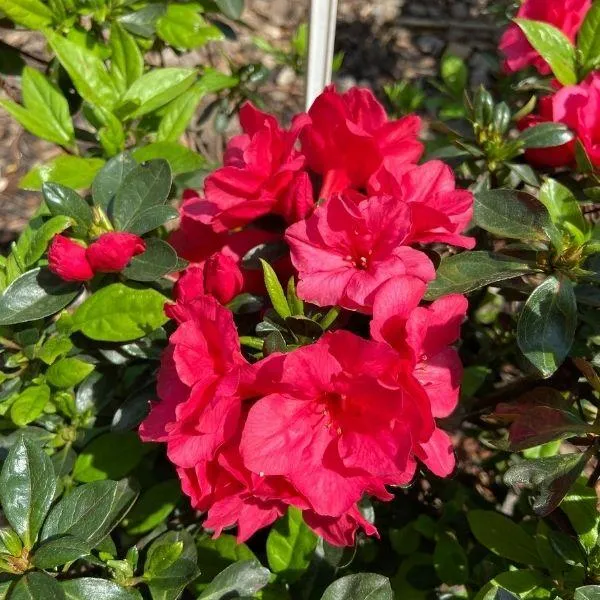 Hershey Red Azalea