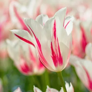 Marilyn Tulip