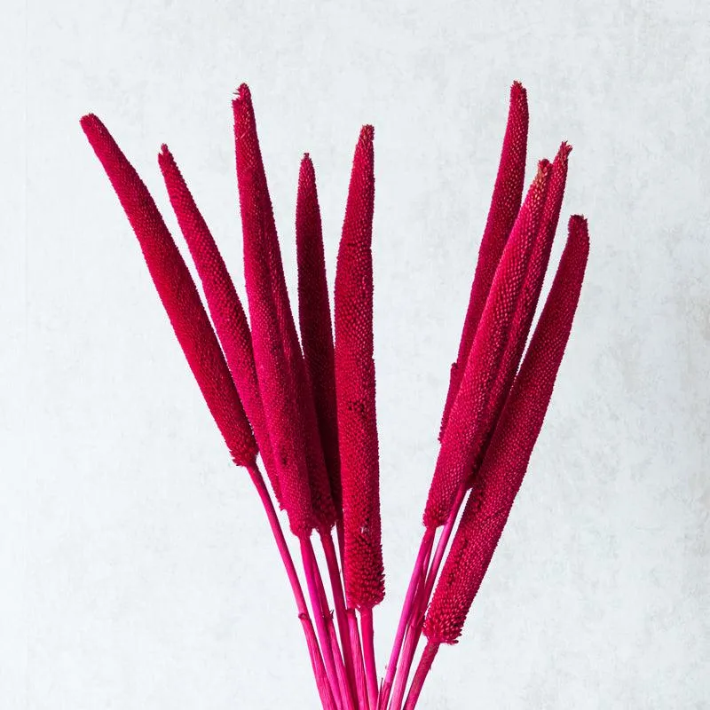 Siva Dried Millet Stick (Red) - Set Of Ten